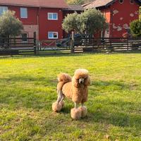 Barbone grande mole per monte