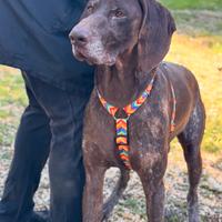 Facciamo uscire Bracco dal canile