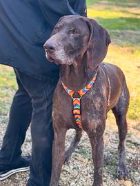 Facciamo uscire Bracco dal canile