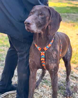 Facciamo uscire Bracco dal canile