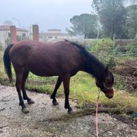 Cavalla Araba