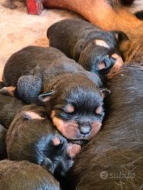 Cuccioli Rottweiler