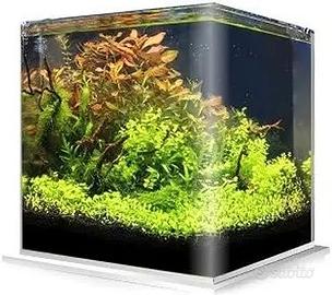 acquario amtra 60 lt