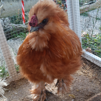 Coppia Moroseta colorazione fulva