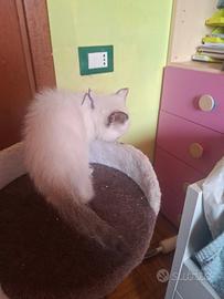 Gattina Siamese dolcissima
