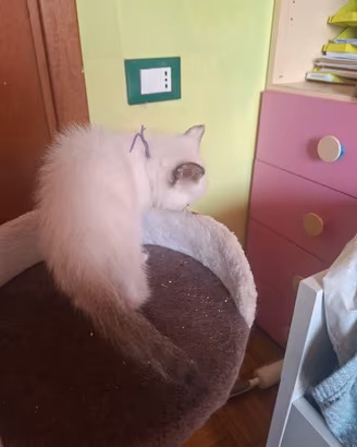 Gattina Siamese dolcissima