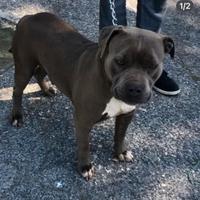 Femmina American Pitbull terrier bluenose