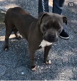 Femmina American Pitbull terrier bluenose