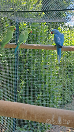 Parrocchetto dal collare