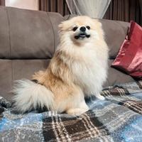 Accoppiamento volpino pomerania