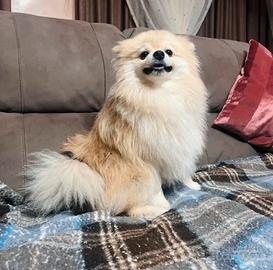 Accoppiamento volpino pomerania