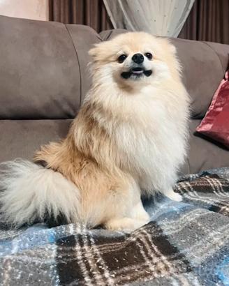 Accoppiamento volpino pomerania