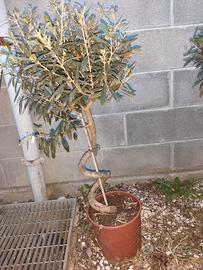 Olivi decorativi a spirale 