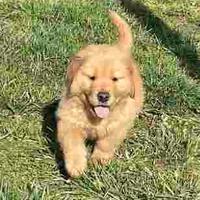Cuccioli linea americana golden retriever