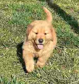 Cuccioli linea americana golden retriever