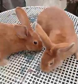 Conigli Razza Fulva di borgogna