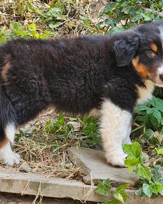 Australian shepherd cuccioli disponibili da sub