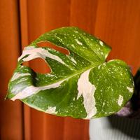 Pianta monstera Thai constellation