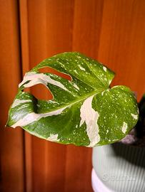 Pianta monstera Thai constellation