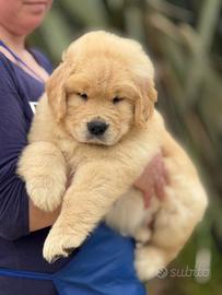 Esemplare maschio di Golden retriver