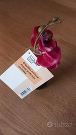 piantina orchidee finta piccola in vasetto ceramic