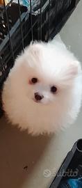 Volpino di pomerania