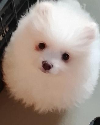 Volpino di pomerania