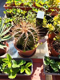 cactus 20 cm x 20 cm