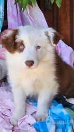 Border collie cucciolo