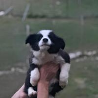 Cuccioli border collie maschi black and white