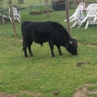 TORO in MINIATURA da Esposizione di razza DAHOMEY