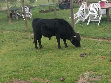 TORO in MINIATURA da Esposizione di razza DAHOMEY