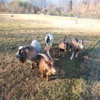 Caprette nane tibetane