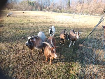 Caprette nane tibetane