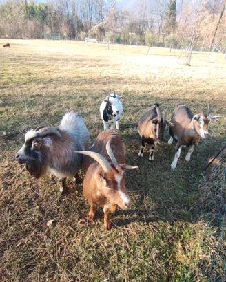 Caprette nane tibetane