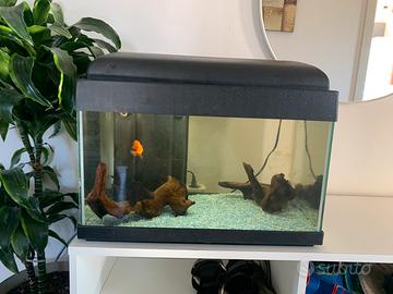 Pesci + acquario