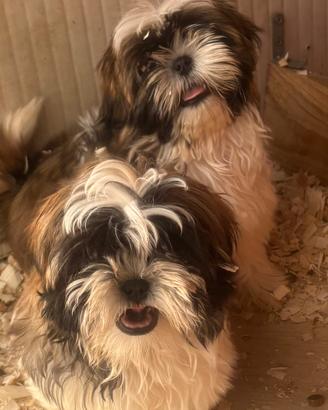 Shih tzu
