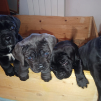 Cuccioli di cane corso