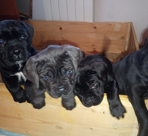 Cuccioli di cane corso