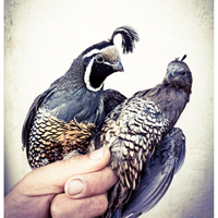 Colini della california