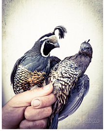 Colini della california