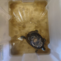 Tartaruga