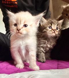 Gatto siberiano cucciolo con pedigree