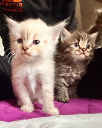 Gatto siberiano cucciolo con pedigree