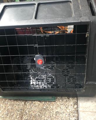 Kennel trasporto cani media taglia