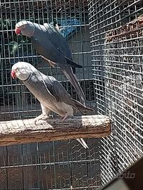 parrocchetti dal collare cleartail 