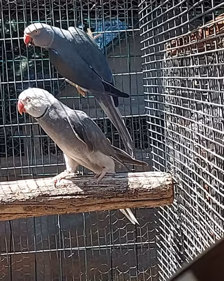 parrocchetti dal collare cleartail 
