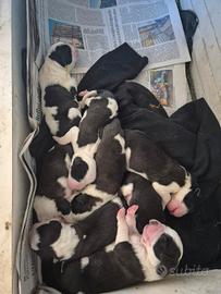 Cuccioli san bernardo