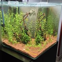 acquario brau 
