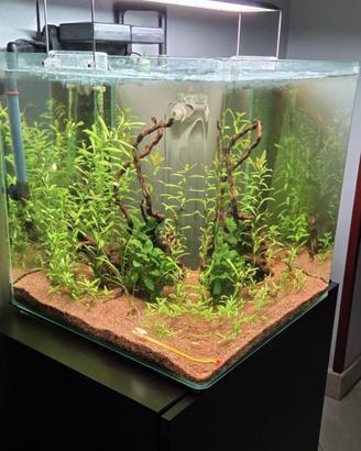 acquario brau 